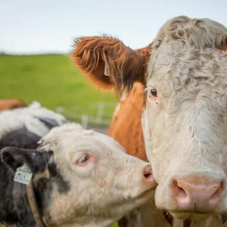 Hochfeldhof Lägenhet *