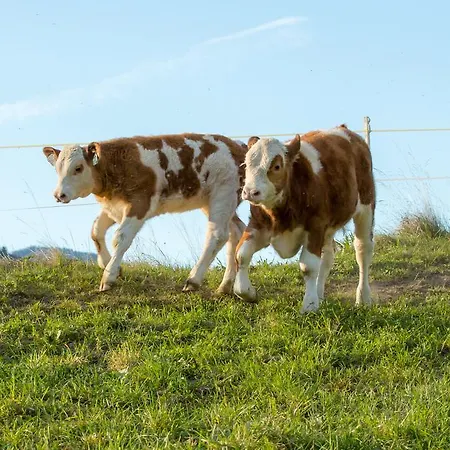 아파트 Hochfeldhof